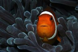 Clown fish, Phillipines 2004. Taken with Canon EOS 10D wi... by Simon Trickett 